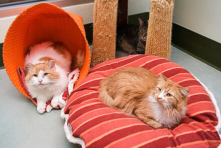 3 kittens chilling