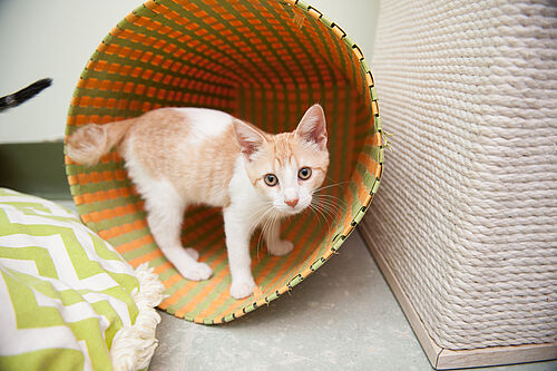 PAWS New Site 50 of 201