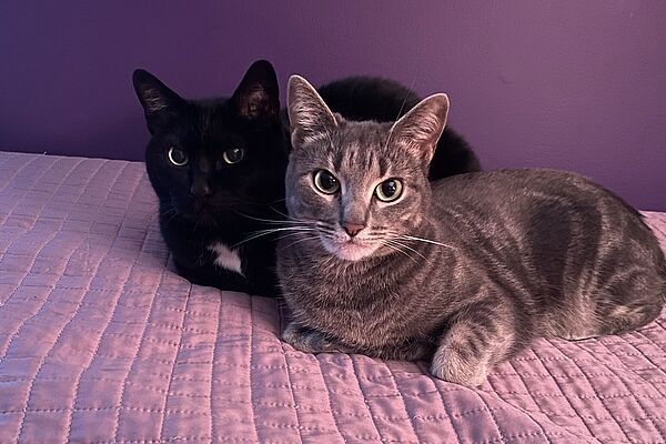 Ebony and Marzipan