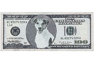 F07 How Much is Fido Worth