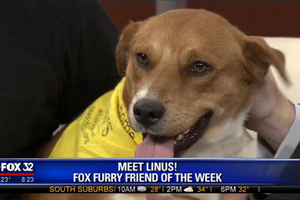 Feb 17 FOX