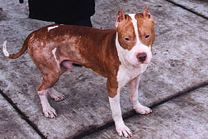 W10 Dog Fighting