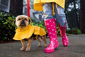 FW11 Protecting your pet