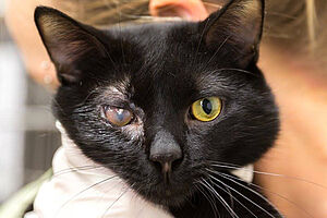 Protection for Animals in Animal Cruelty Cases blog