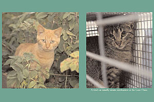 S06 Combating Cat Overpopulation