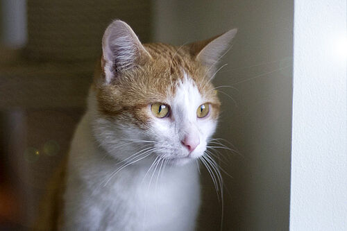 Hospice cat