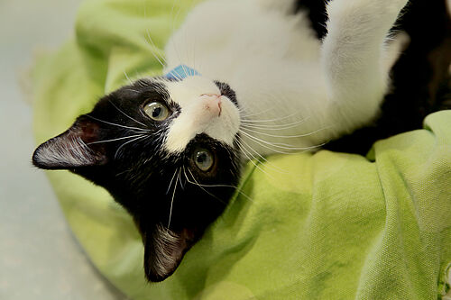Kitten adoption center
