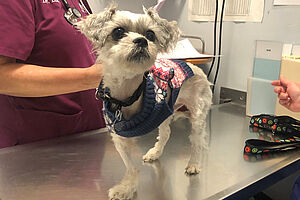 Darla Update 3 600x400