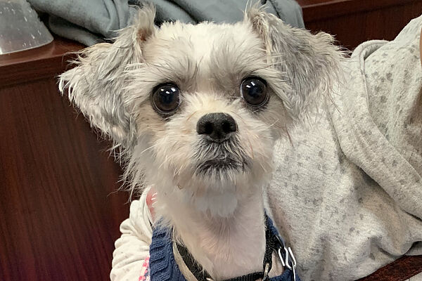 Darla Update 1 600x400