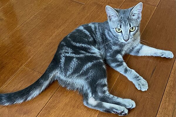 Marzipan