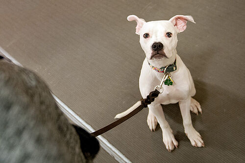 PAWS Training Center Polit Puppy