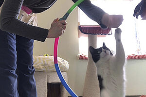 Catpawsitivity