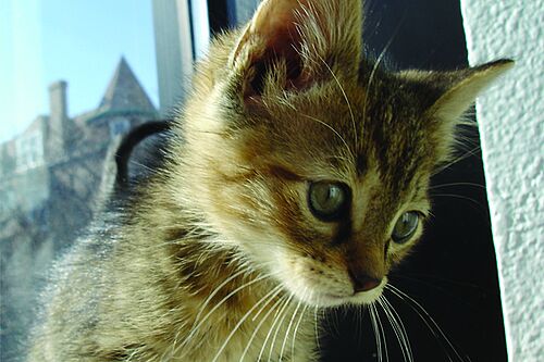 No Kill Revolution kitten