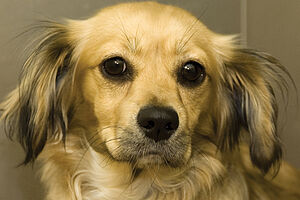 Transparency in Animal Sheltering 600x400