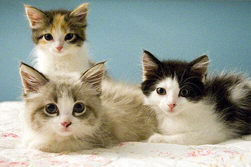 Kittens foster