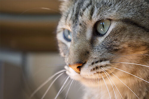 Gold standard cat