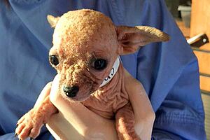 Chi600400 One of the rescued Chihuahuas