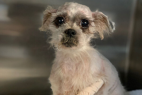 Darla Update 600x400