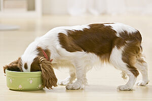 W13 Pet Health