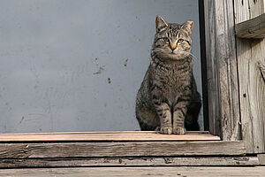 S13 Protecting Feral Cats