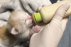Neonate Kitten Eating 2
