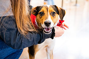 Adoption Update 3.18.20