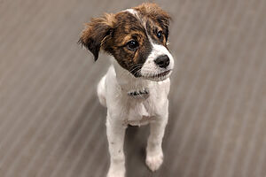 Puppy Certification 600x400 2