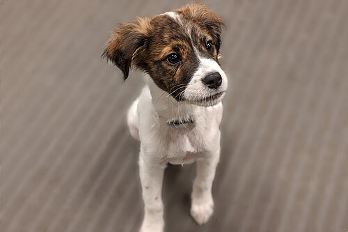 Puppy Certification 600x400 2