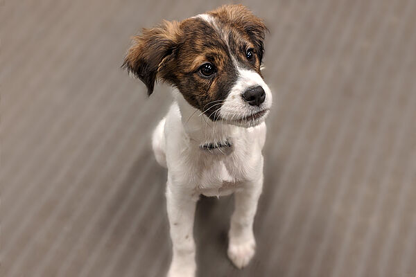 Puppy Certification 600x400 2