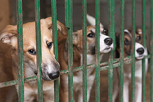 Puppy Mills