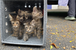 1 Delto 600x400 kittens 01