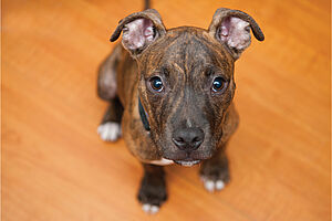 Bully Breeds Cover