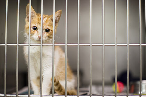 History of sheltering cat