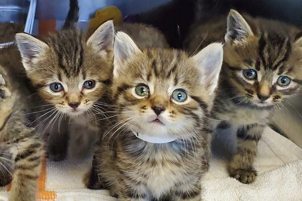 Fostering PAWStinest blog