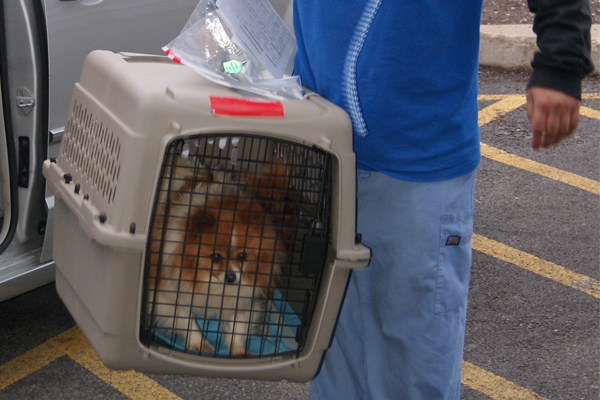 S11 Missouri Puppy Mill