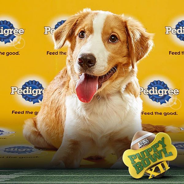 Puppybowl