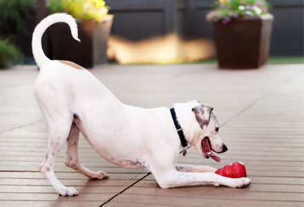 Dog activity