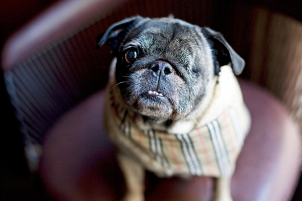 Parker pug
