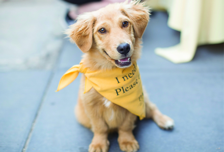 Adopt a pet