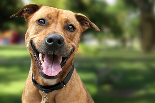 Spay neuter main