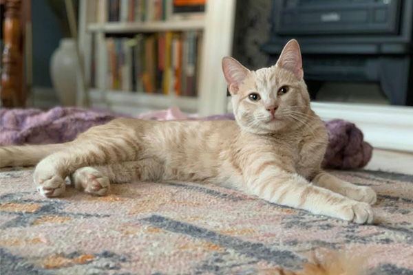 Foster Update 3.24.20