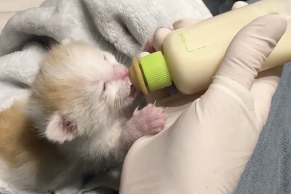 Neonate Kitten Eating 2
