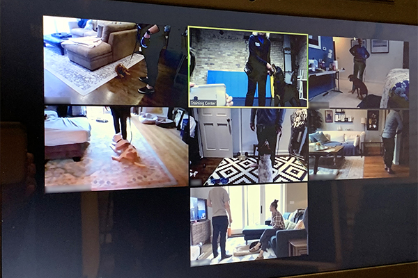 PAWS Chicago Virtual Training Class