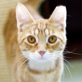 Caring feral