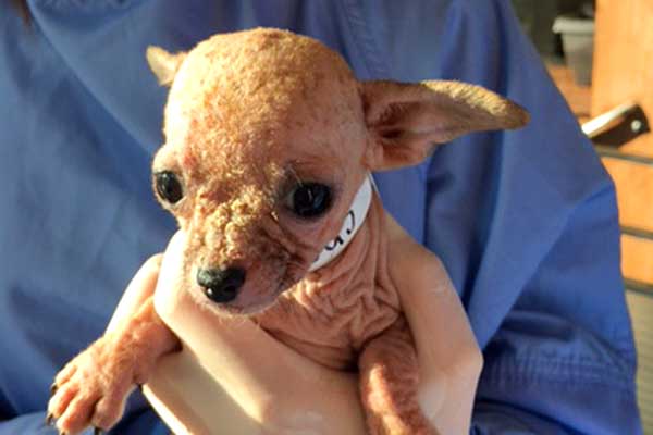 Chi600400 One of the rescued Chihuahuas